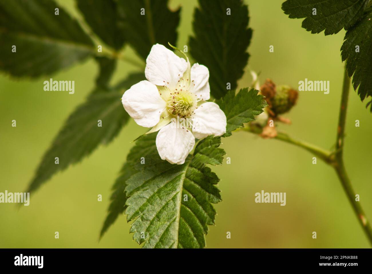 Raspberry plant and flower on natural background Stock Photo