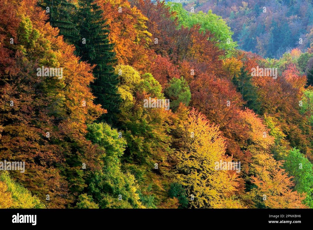 Autumn mountain mixed forest, detail of beautiful colorful trees. Natural seasonal background Protected area Vrsatec, Slovakia Stock Photo