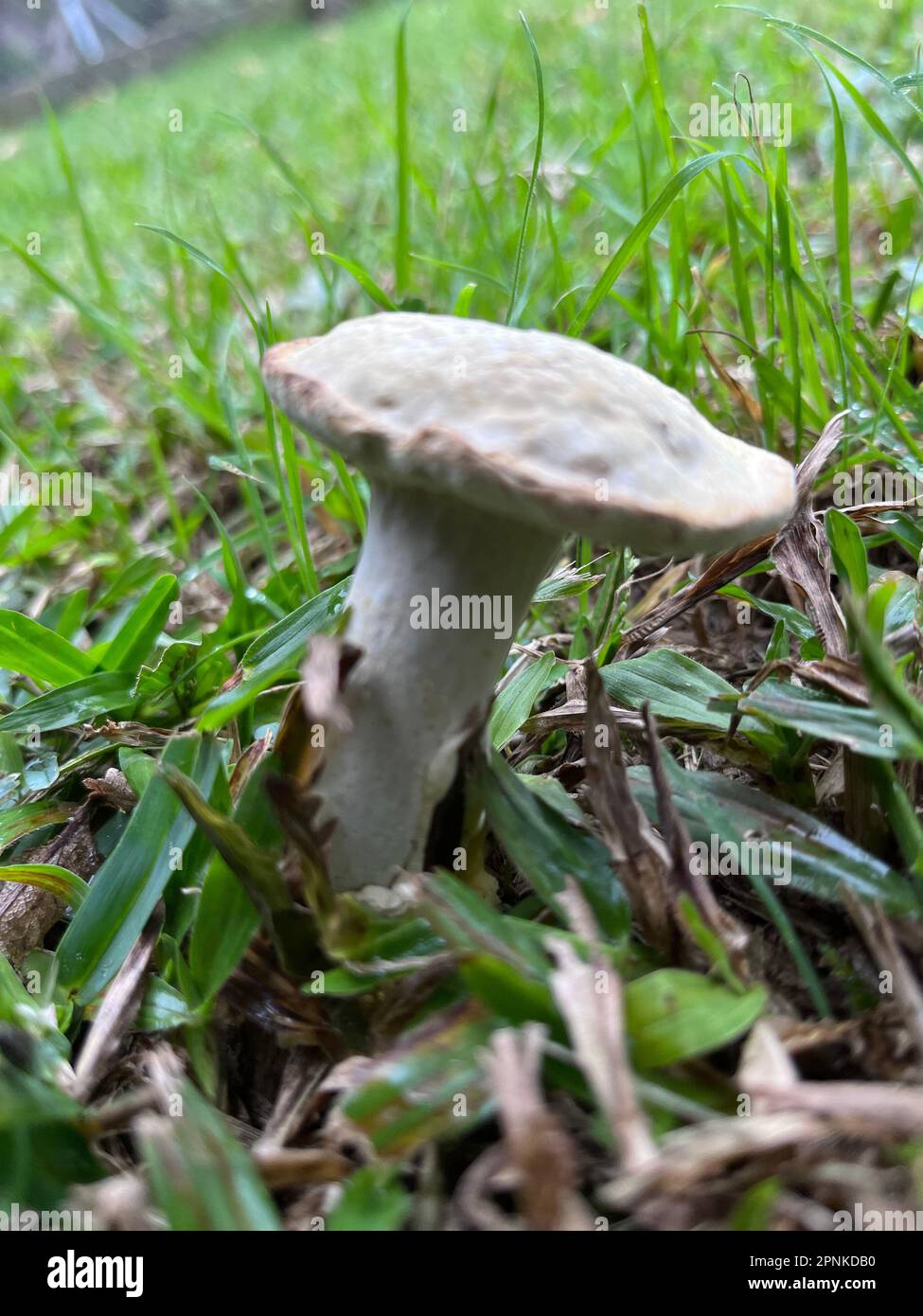 Photo of a poisonous mushroom in the garden Stock Photo