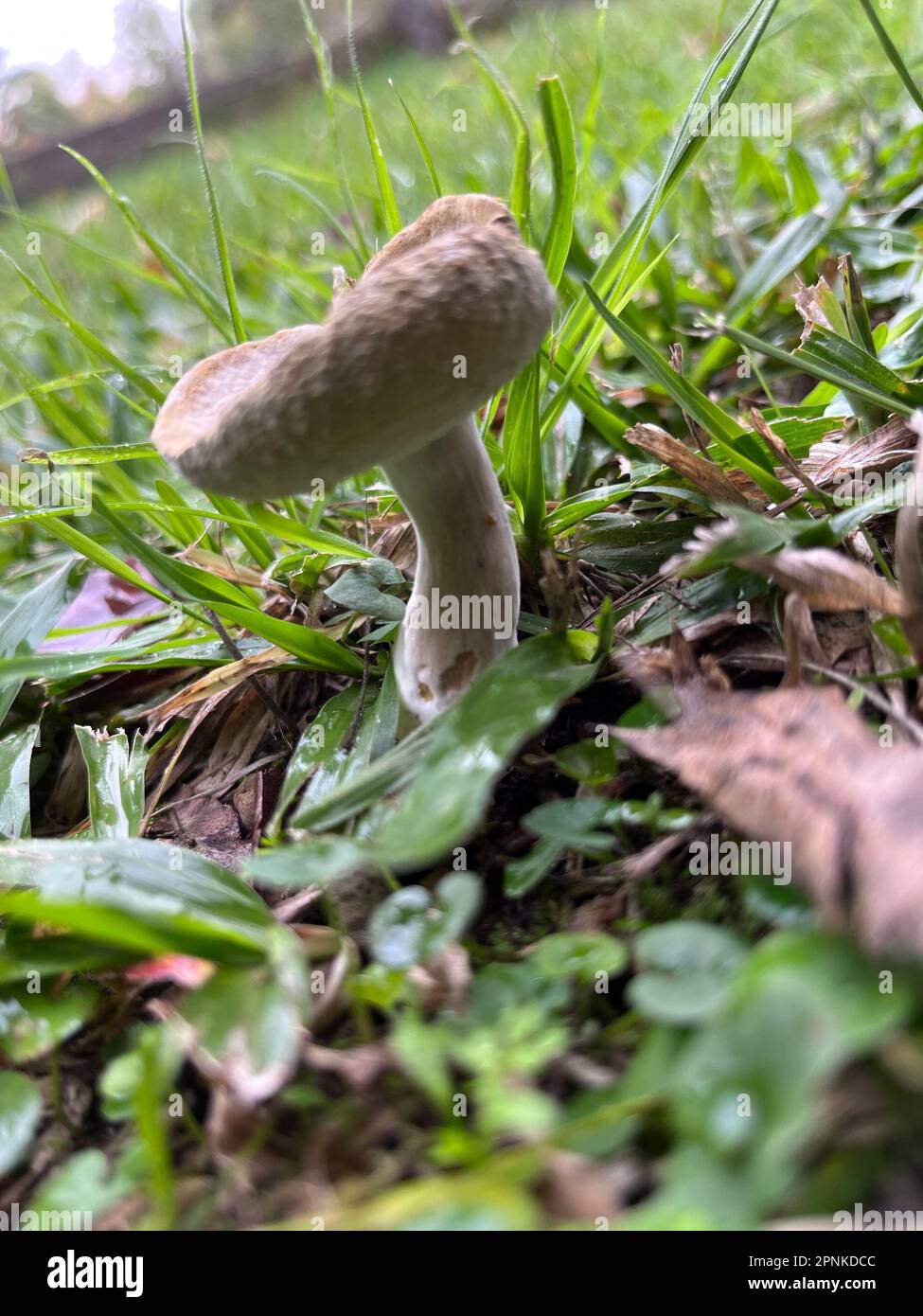 Photo of a poisonous mushroom in the garden Stock Photo