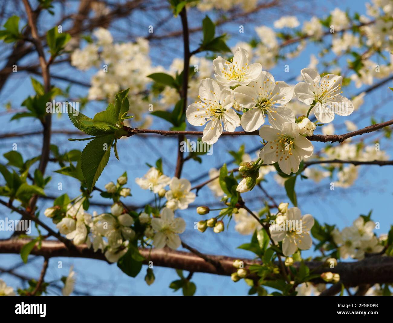 Closeup of fresh white blossoms of prunus cerasifera (myrobalan plum) tree in the sunlight in spring Stock Photo