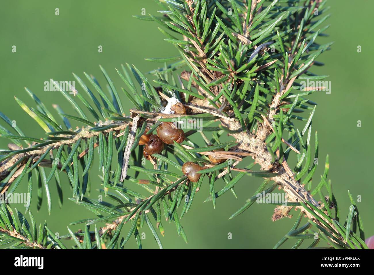 Spruce bud scale (Physokermes piceae) scale insects known as the bud scales. A pest on the shoot of spruce in the garden. Stock Photo