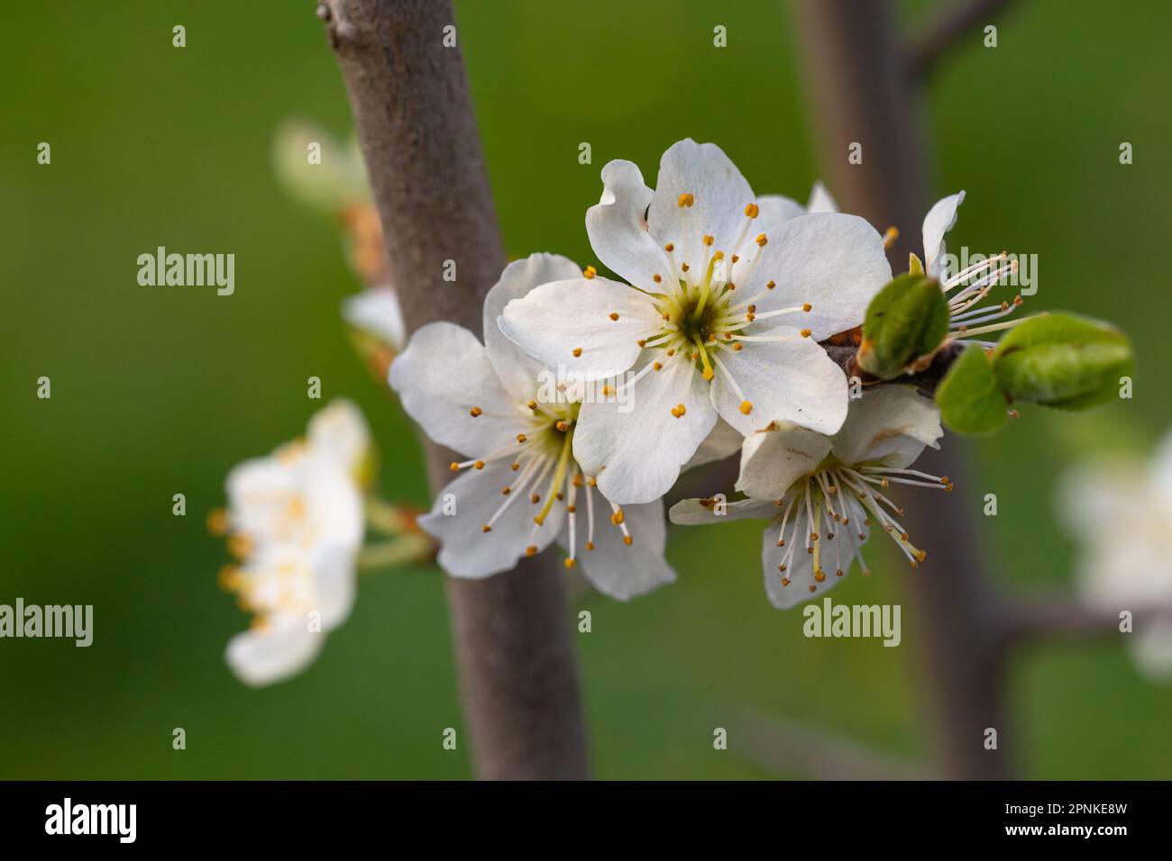 Cherry plum flowers in early spring. Stock Photo