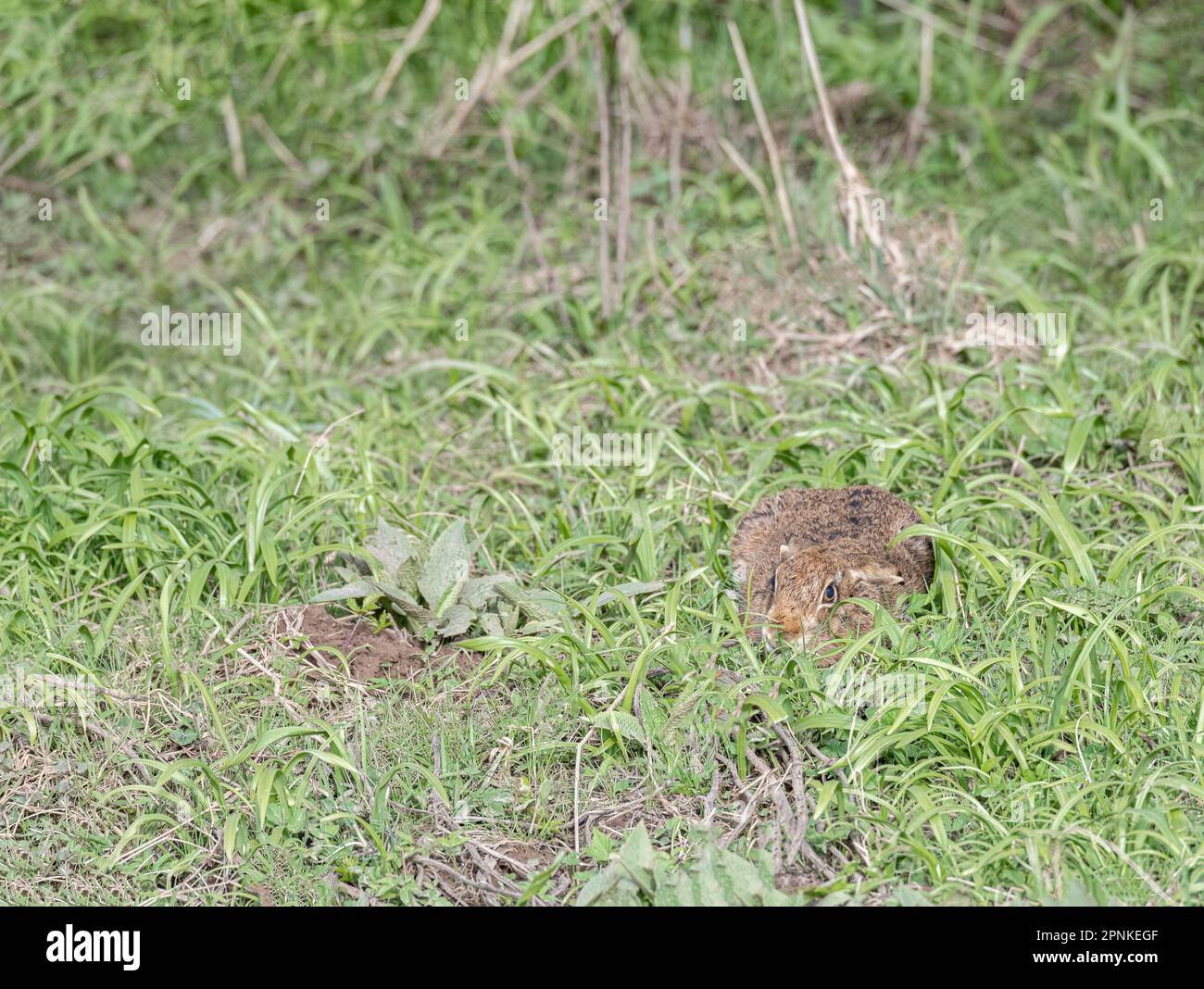 Female Hare crouching down in the grass Stock Photo - Alamy
