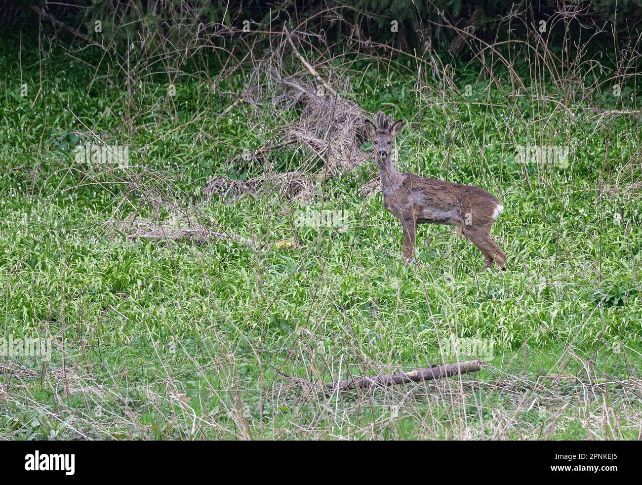Roe deer doe edge hi-res stock photography and images - Alamy