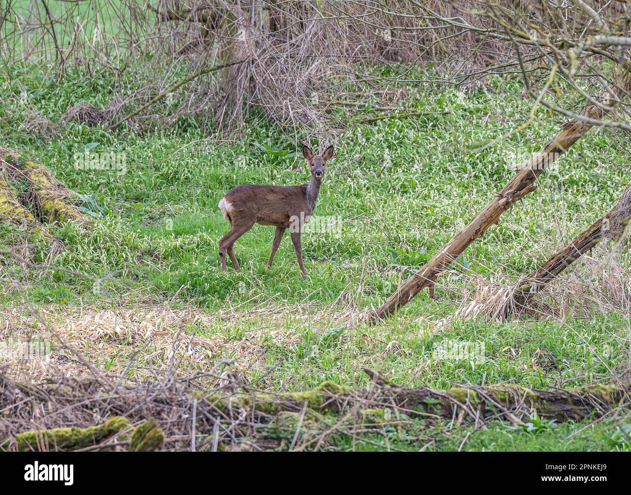 Roe deer doe edge hi-res stock photography and images - Alamy