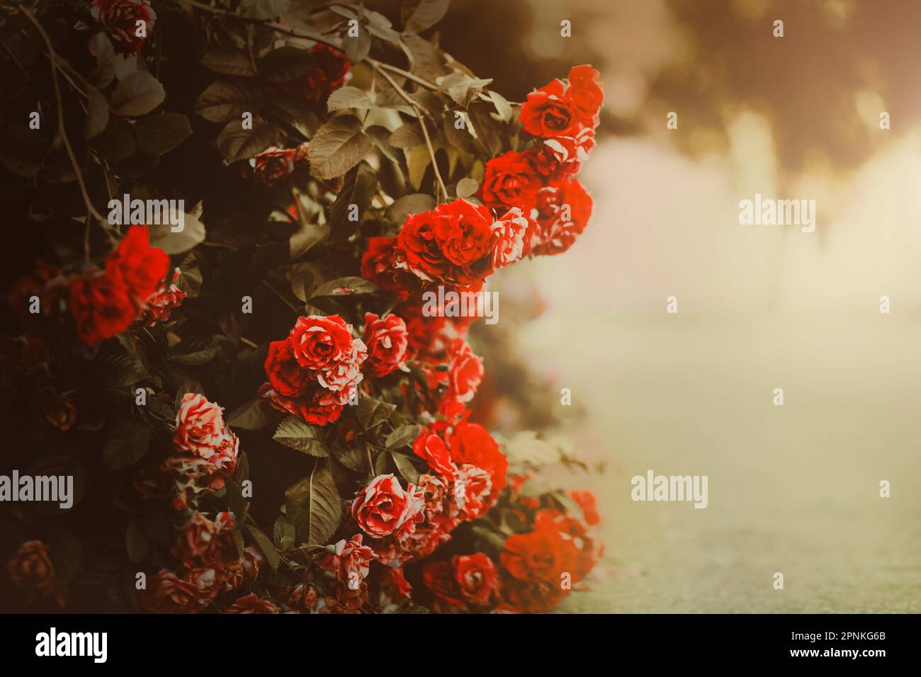 Scarlet beautiful roses wither on the bush, dropping red petals on the ...