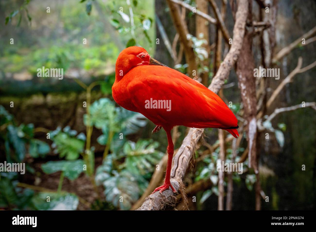 Zoo Blooms 2023 Stock Photo Alamy