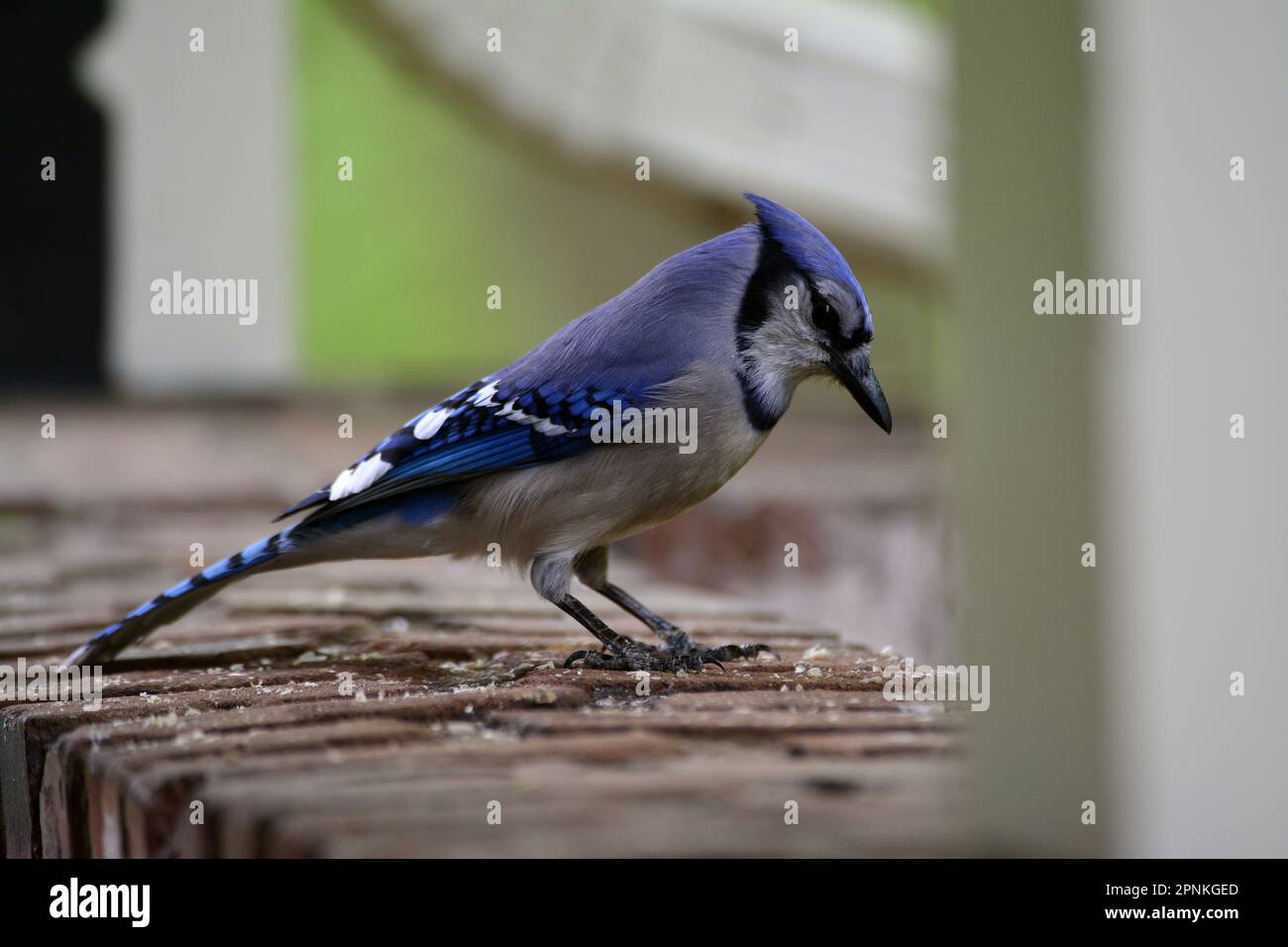 Blue Jay eating bird seed Stock Photo Alamy