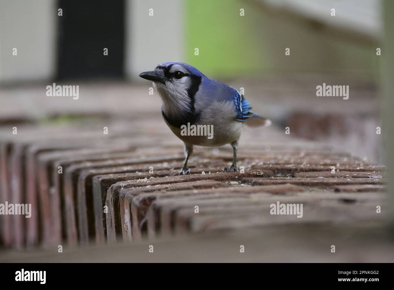 Blue Jay eating bird seed Stock Photo Alamy
