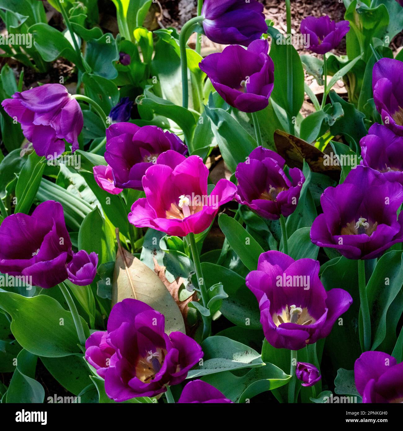 Zoo Blooms 2023 Stock Photo - Alamy