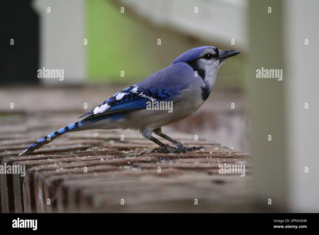 Blue Jay eating bird seed Stock Photo Alamy