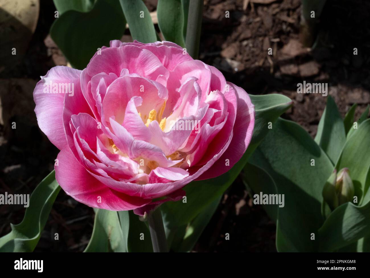 Zoo Blooms 2023 Stock Photo Alamy