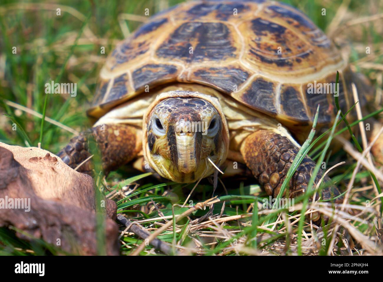 Russian tortoise in green grass close up Stock Photo
