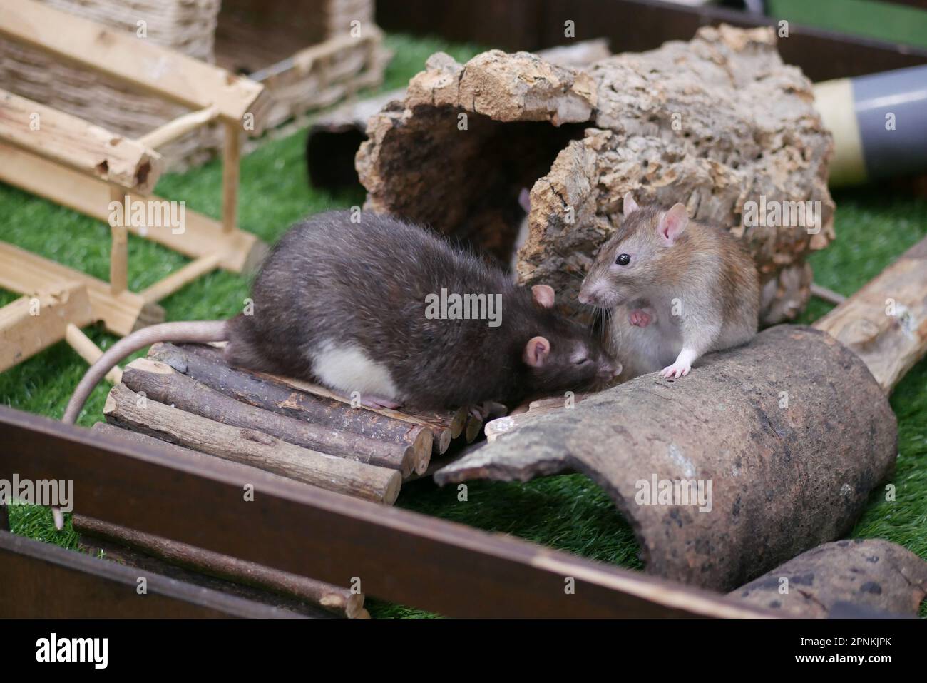 feeding mouse bread crums indoor Stock Photo Alamy