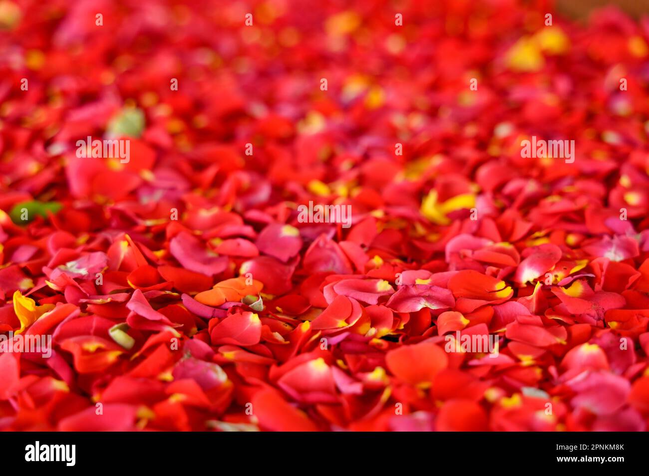 Red Rose petals spread on the surface for background. Used selective focus. Stock Photo