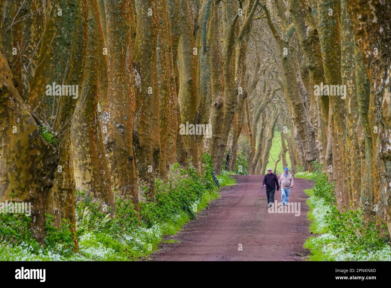 Azorean farmers walk down a dirt road between massive London Plane trees forming a tree tunnel on the Azores Island of Sao Miguel near Povoacao, Portugal. Stock Photo