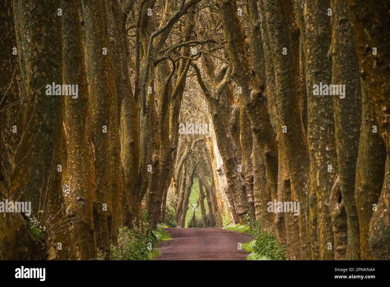 A red dirt road between massive London Plane trees forming a tree tunnel on the Azores Island of Sao Miguel near Povoacao, Portugal. Stock Photo