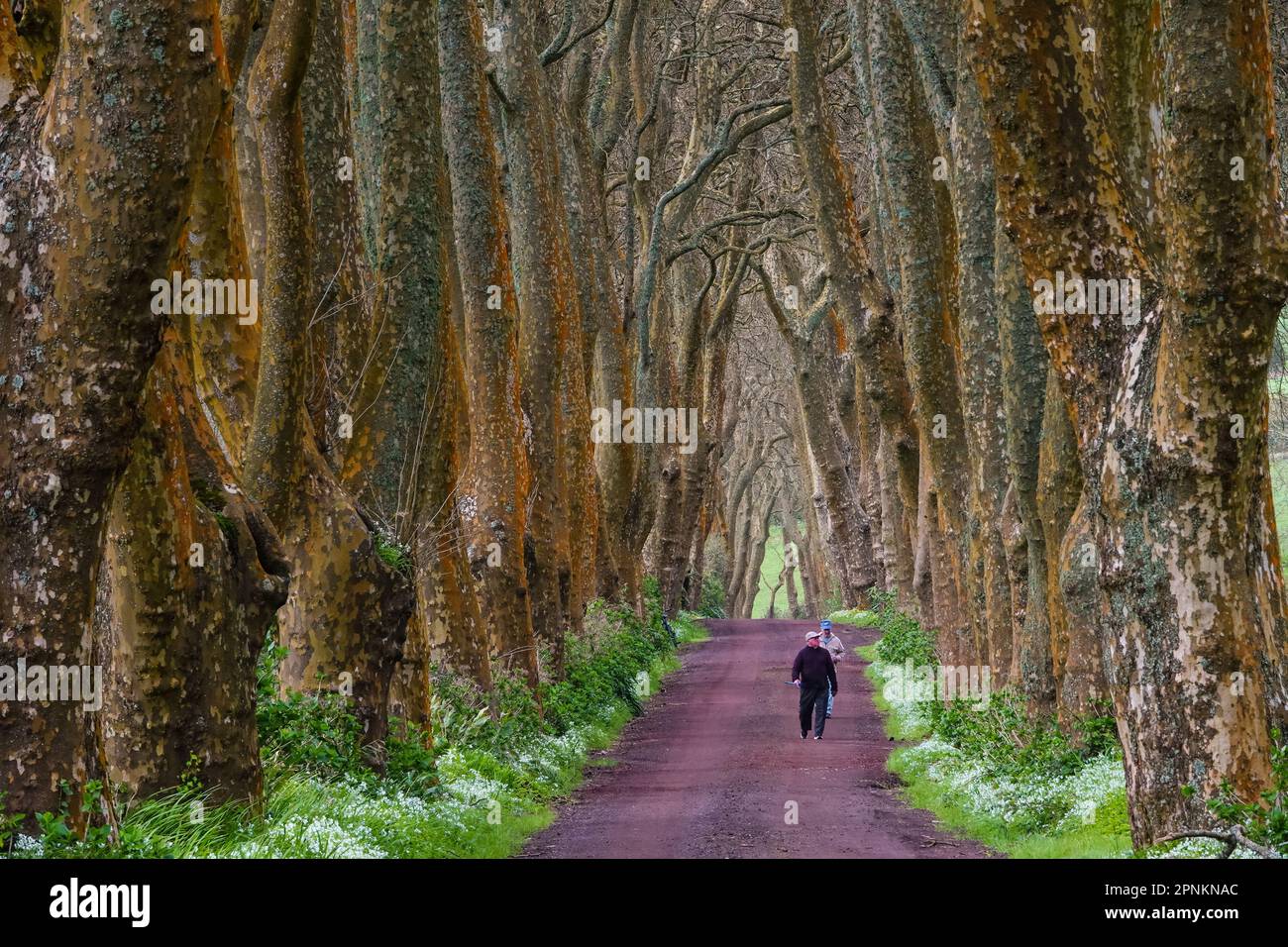 Azorean farmers walk down a dirt road between massive London Plane trees forming a tree tunnel on the Azores Island of Sao Miguel near Povoacao, Portugal. Stock Photo