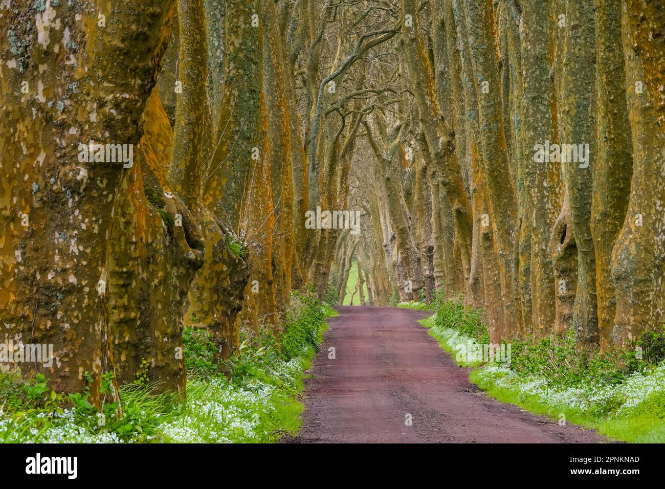 A red dirt road between massive London Plane trees forming a tree tunnel on the Azores Island of Sao Miguel near Povoacao, Portugal. Stock Photo