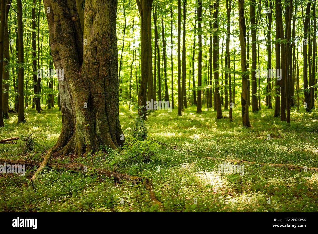 Huge fields of sweet woodruff (Galium odoratum) in a spring forest with