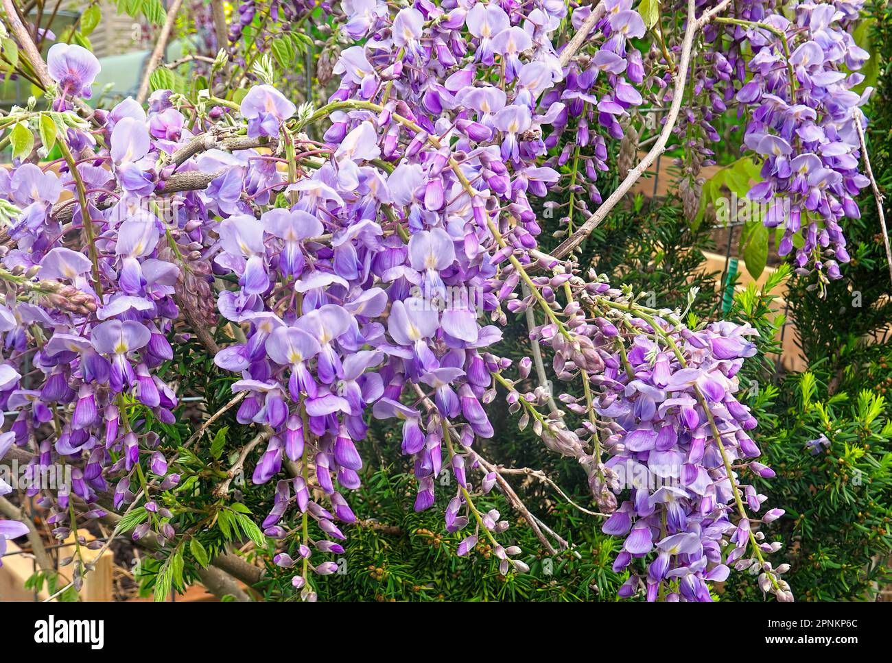Wisteria frutescens American wisteria twining, deciduous, woody