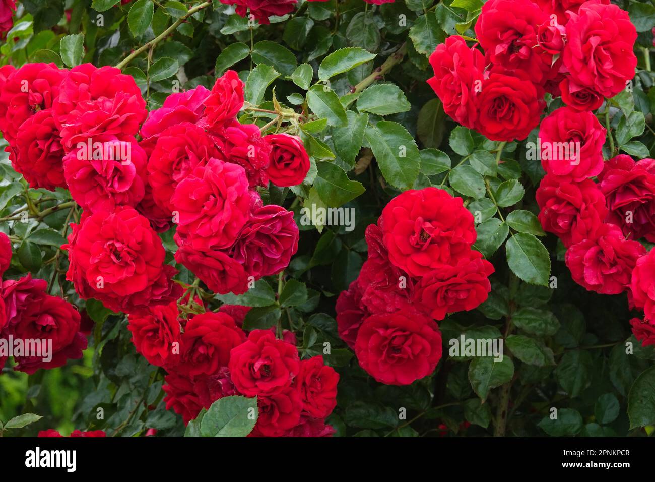 Flowering, Red, Shrub, Rose Stock Photo