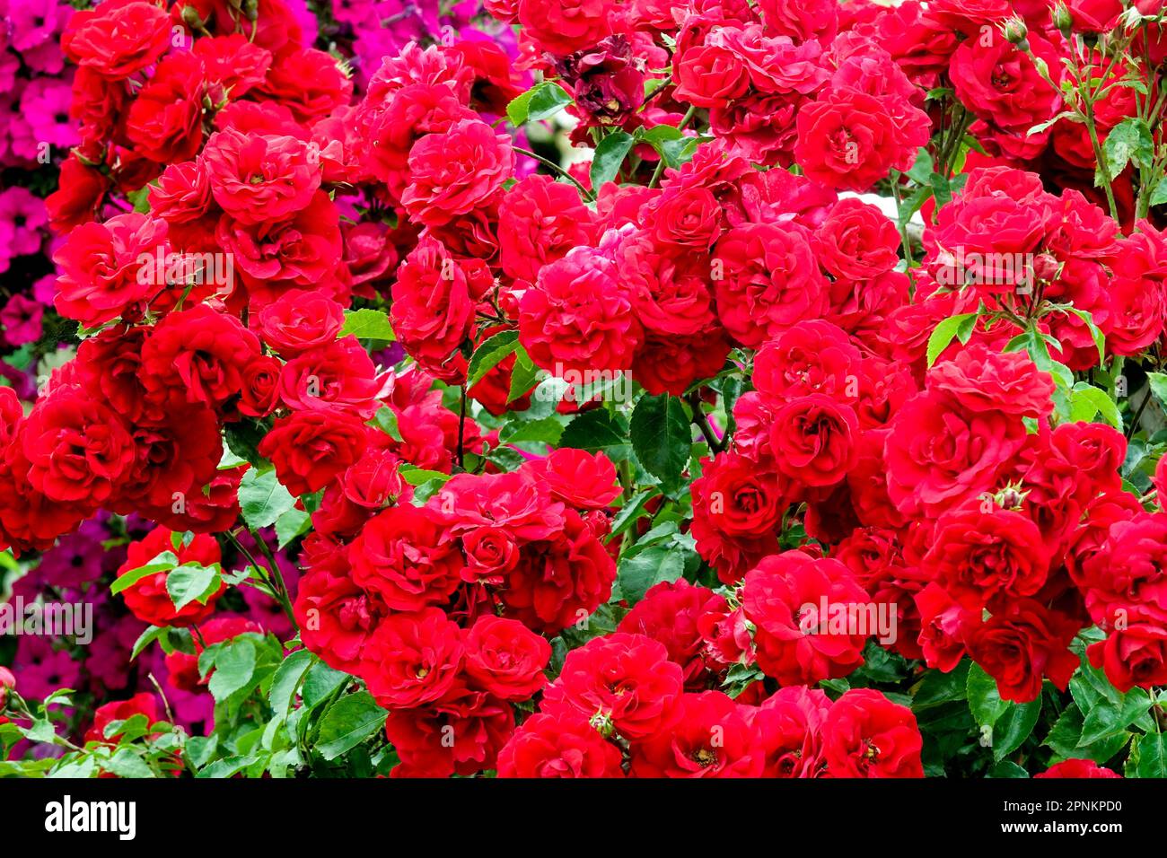 Red flowering rose bush Shrub roses Stock Photo