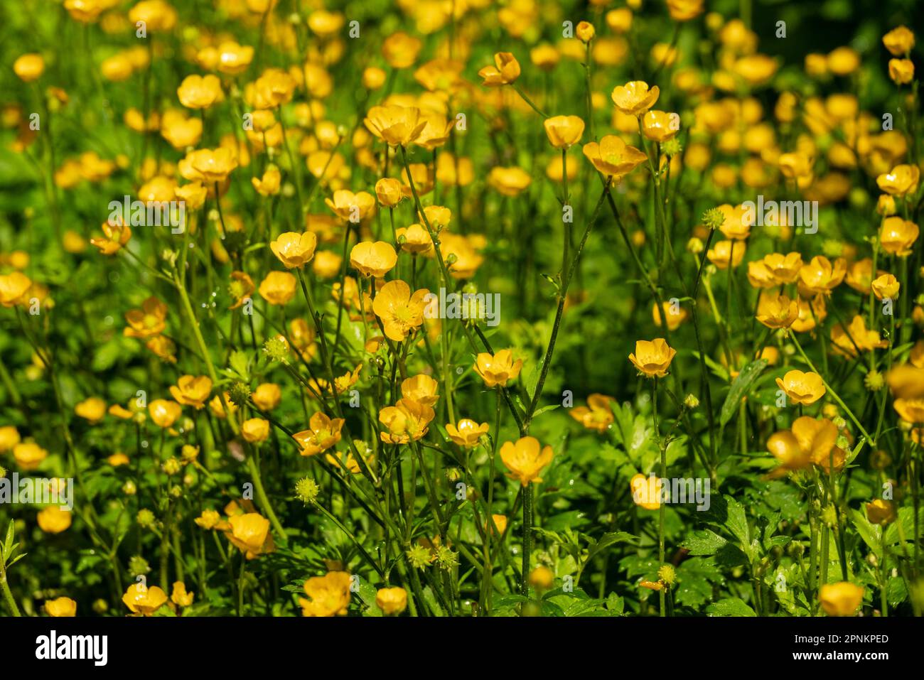 Full frame shot of a large group of yellow flowering buttercup plants (Ranunculus acris) in spring, forming a nice natural background image Stock Photo