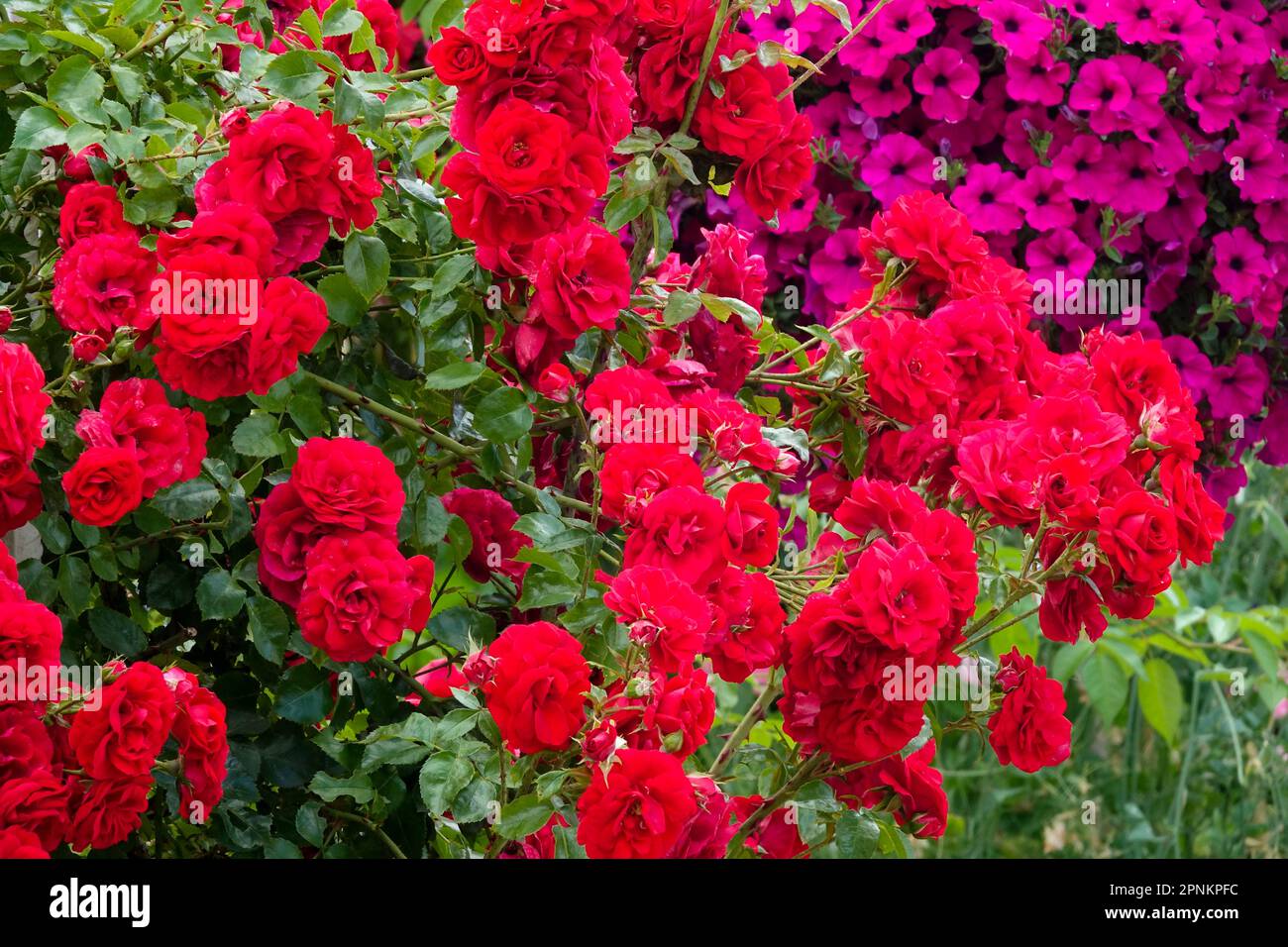 Red roses, Garden, Beautiful, Rose bush, Full, Bloom Stock Photo