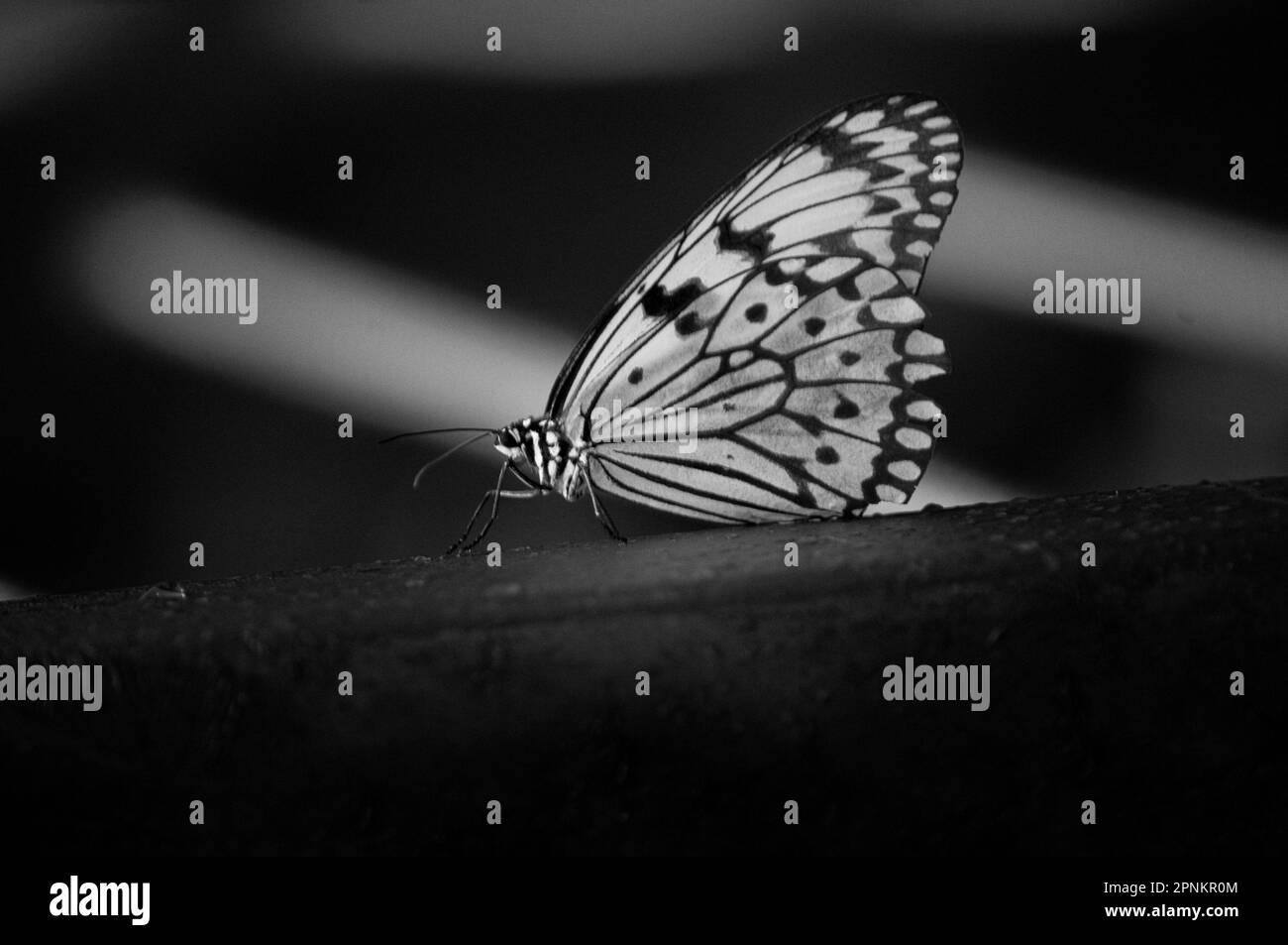 Intricate marbled detail Black and White Stock Photos & Images - Alamy