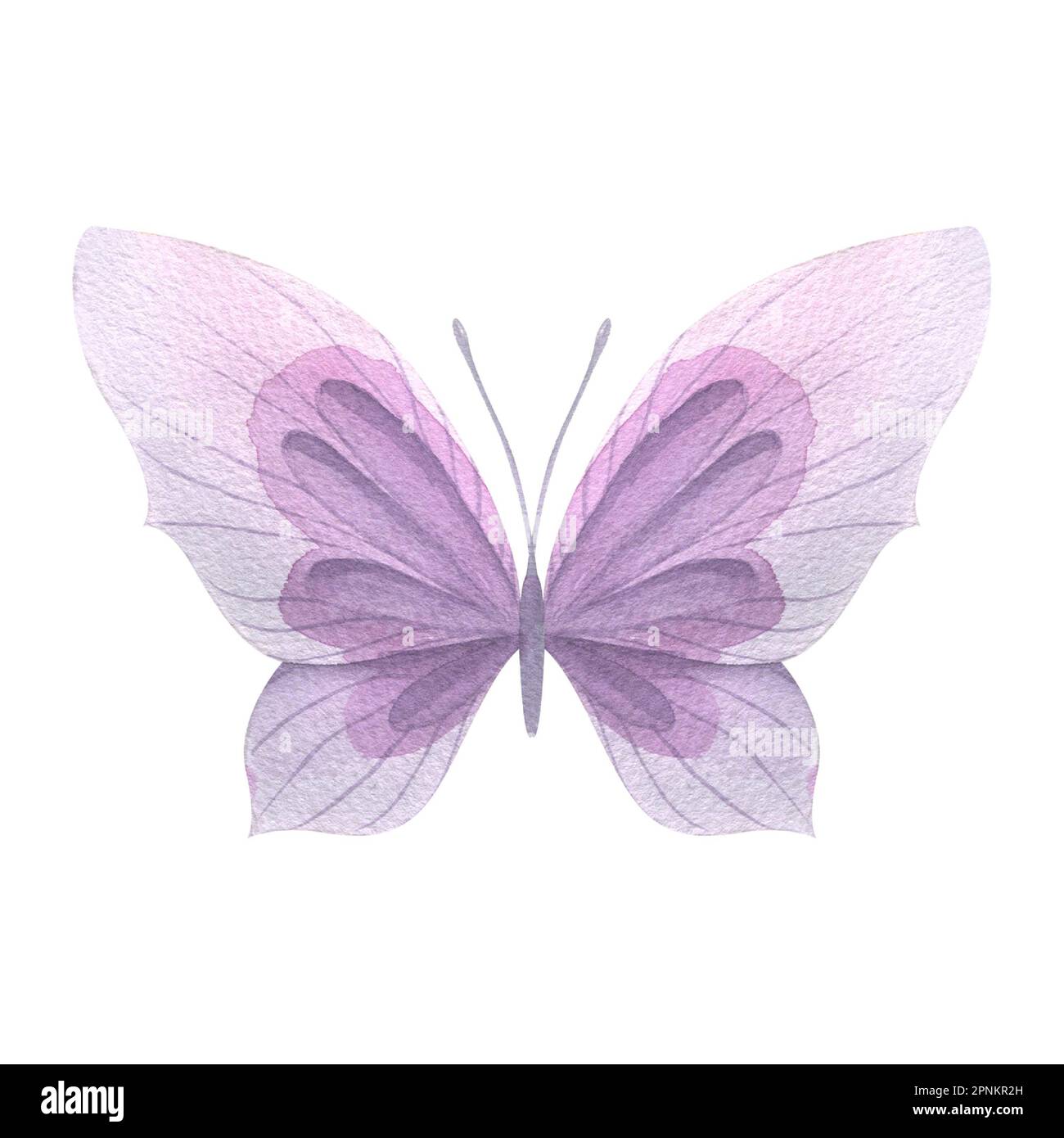 Purple butterfly. Handdrawn watercolor illustration. Isolated object