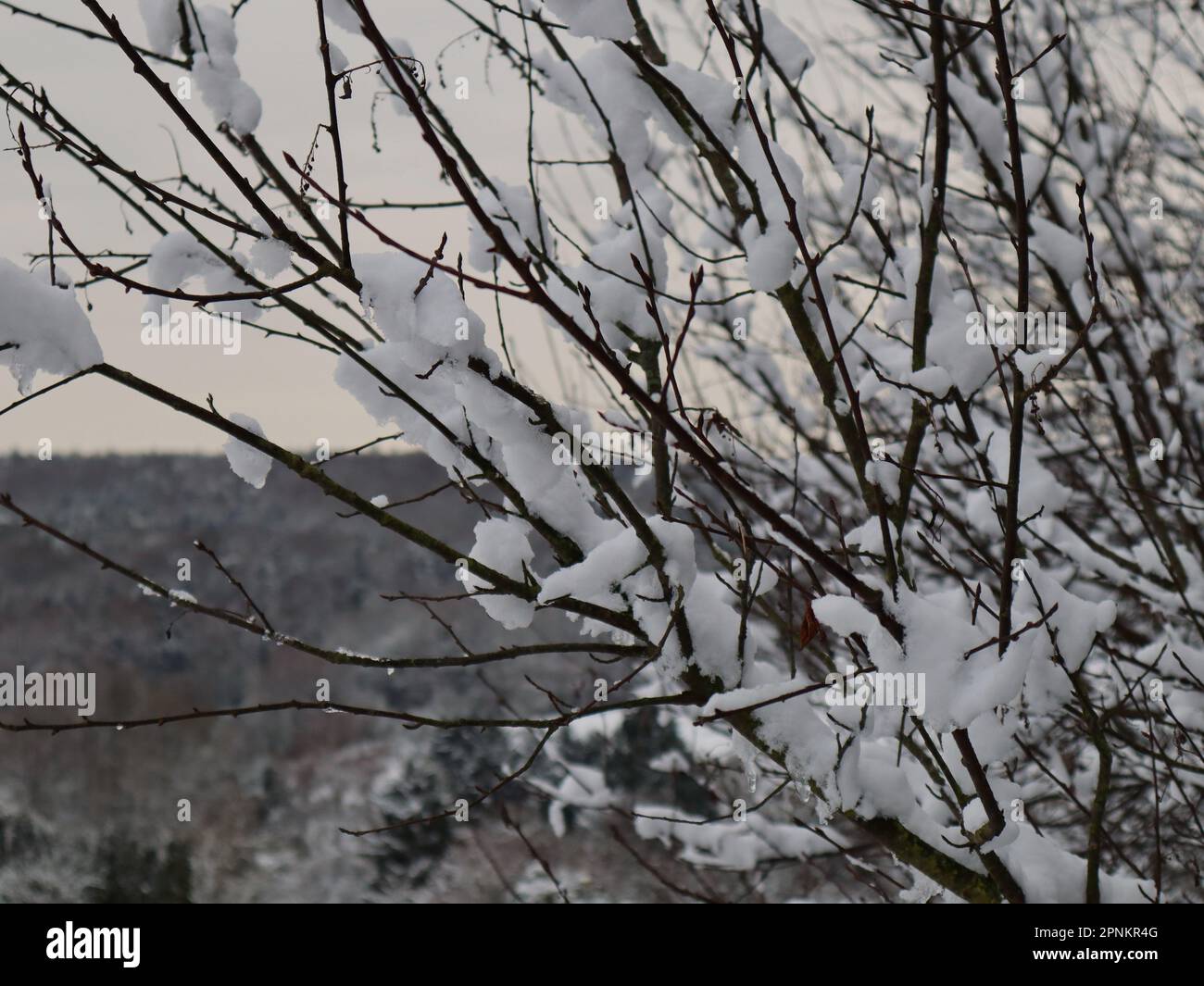 Picture in nature hi-res stock photography and images - Alamy