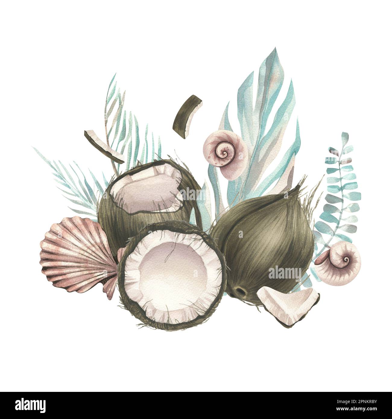 Whole coconuts and slices with tropical palm leaves and seashells. Watercolor illustration. Composition on a white background from the collection of Stock Photo