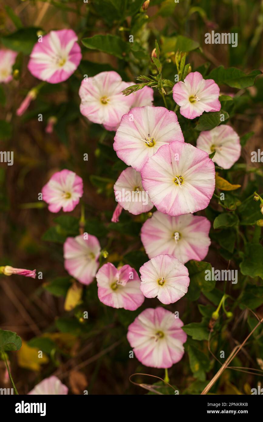 Cluster of pink blooming field bindweed (Convolvulus arvensis) growing