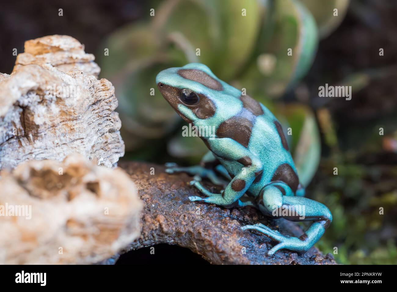 The green and black frog (Dendrobates auratus), or green and black poison arrow frog. close-up shot Stock Photo
