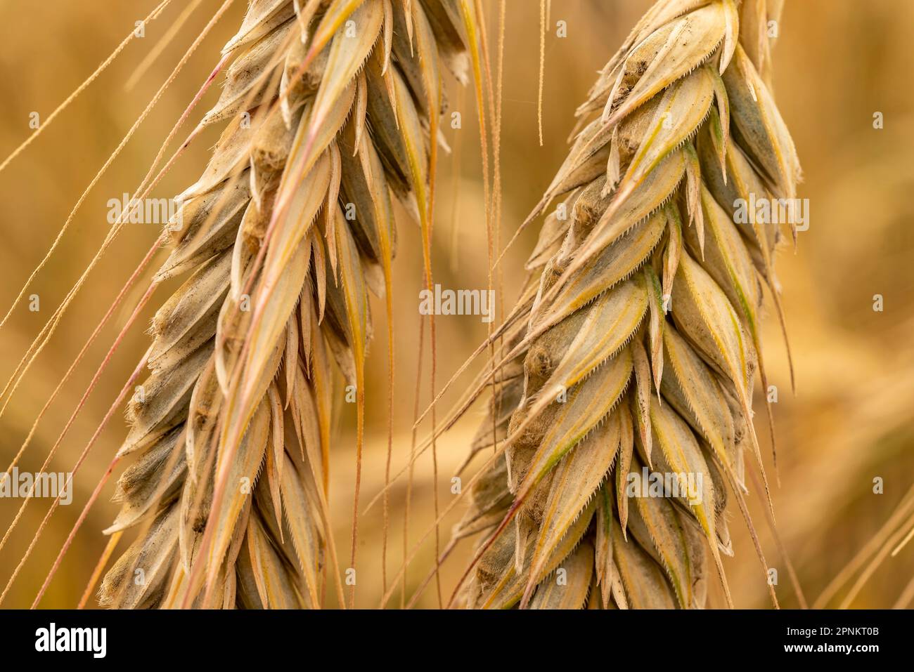Macro shot of wheat ears in front of a golden wheat fieldMacro shot of wheat ears in front of a golden wheat field Stock Photo