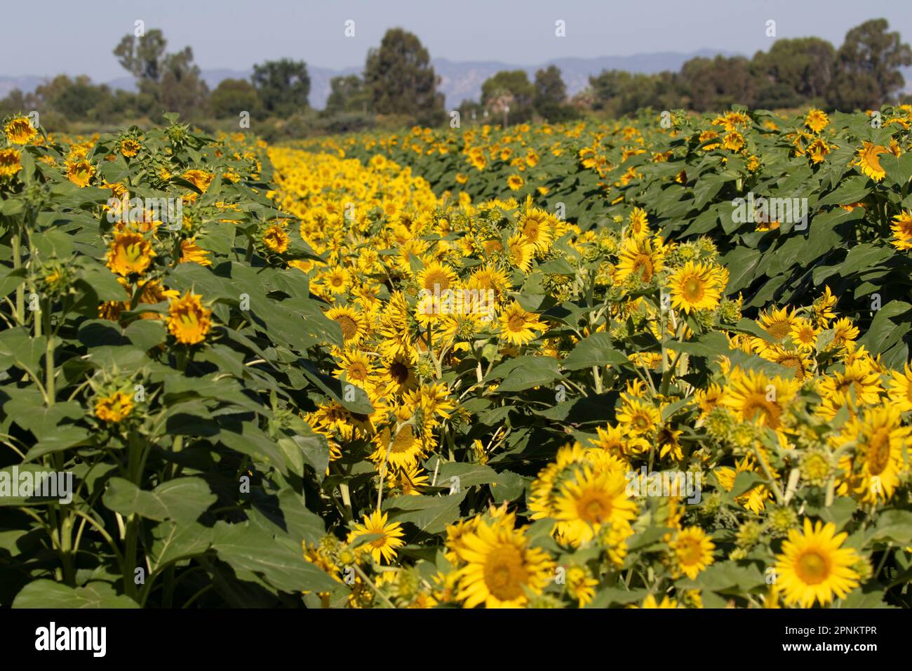 Sunflower Fields in California Stock Photo Alamy