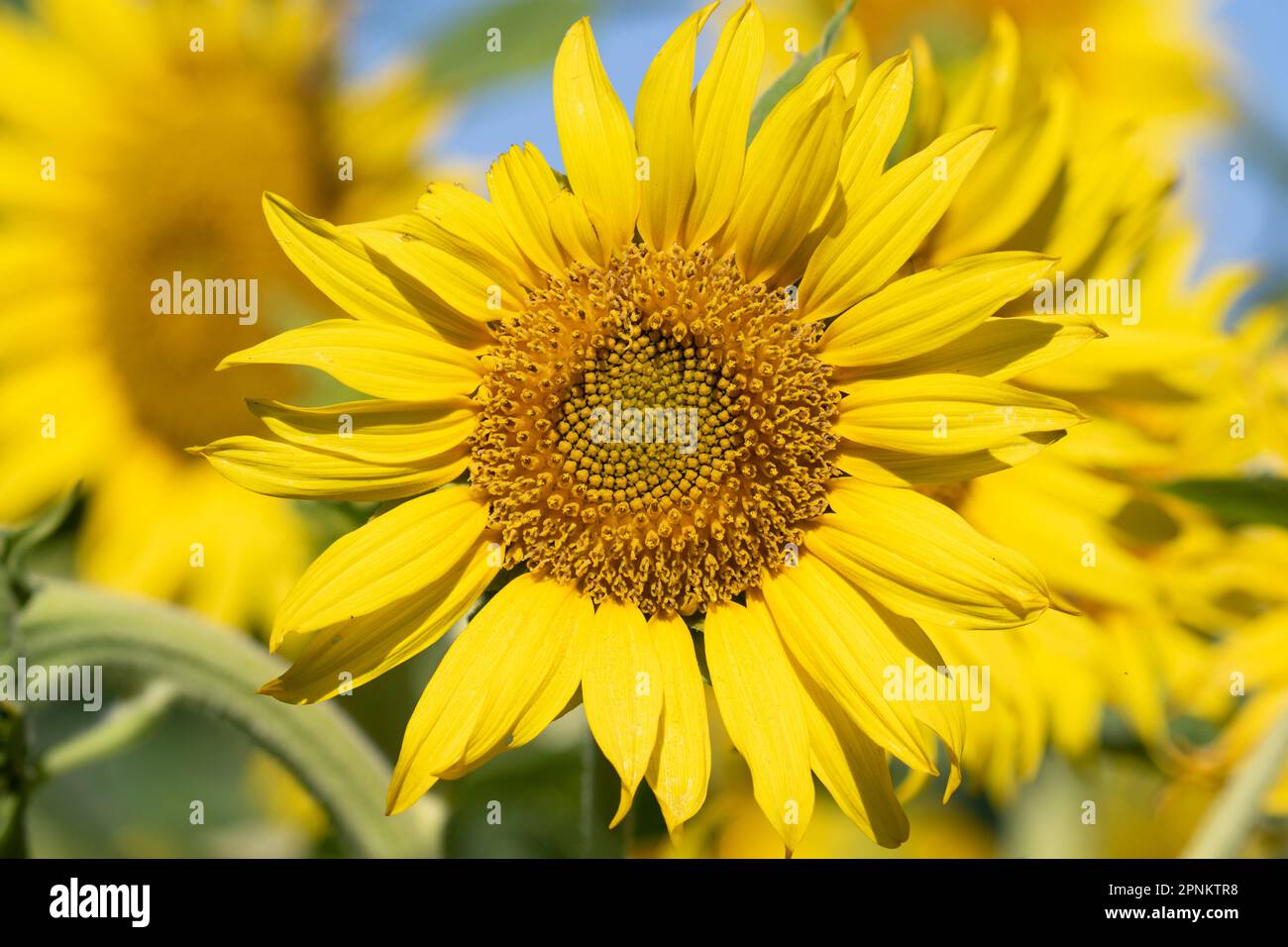 Sunflower Fields in California Stock Photo - Alamy