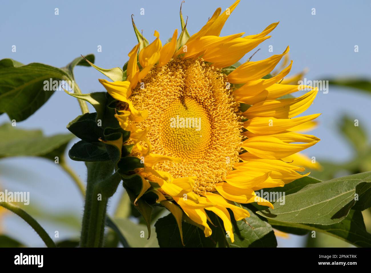 Sunflower Fields in California Stock Photo - Alamy