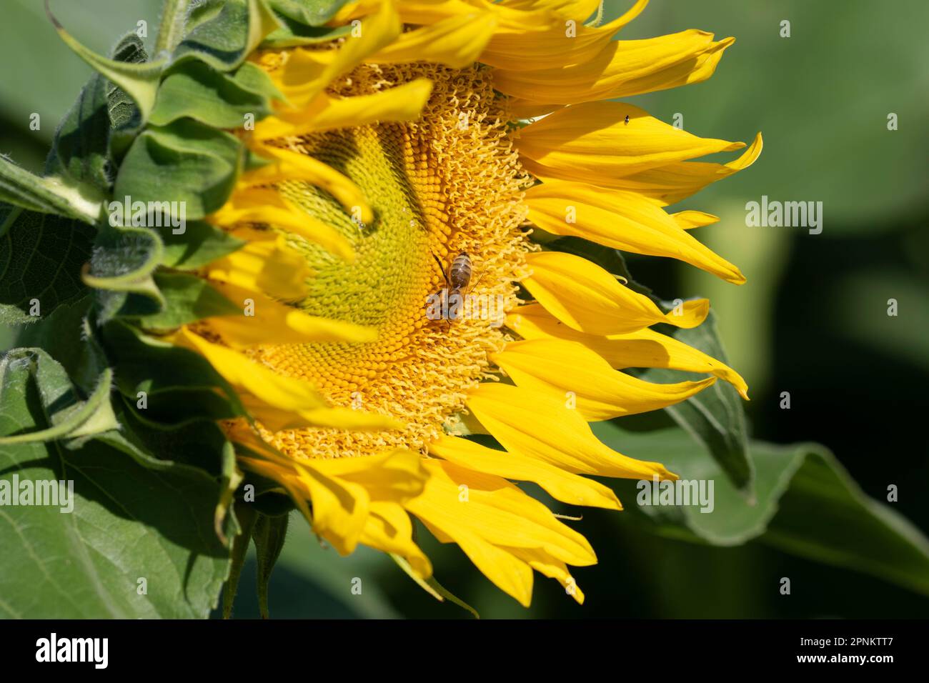 Sunflower Fields in California Stock Photo - Alamy