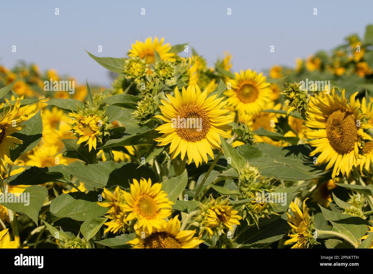 Sunflower Fields in California Stock Photo - Alamy