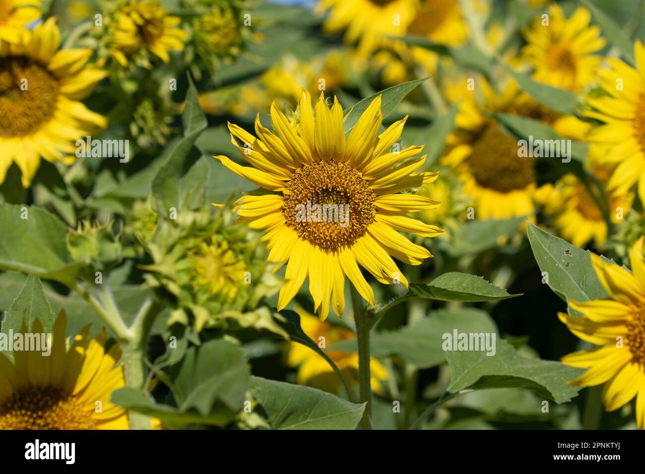 Sunflower Fields in California Stock Photo - Alamy