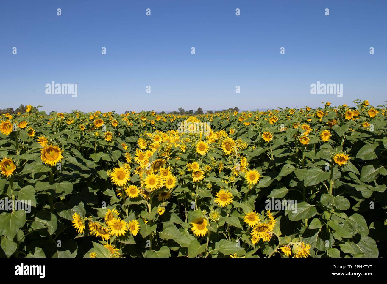 Sunflower Fields in California Stock Photo Alamy