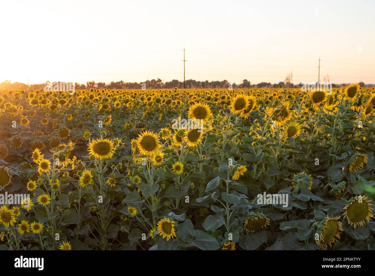Sunflower Fields in California Stock Photo - Alamy