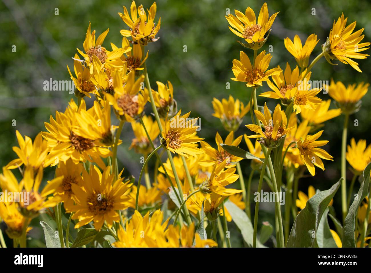 Wildflowers in the Mountains of Northern California Stock Photo Alamy