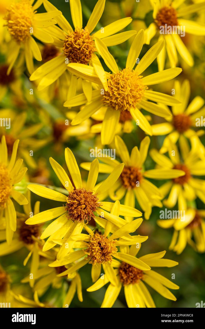Flowering ragwort or benweed (Jacobaea vulgaris), suitable as a yellow flower background Stock Photo
