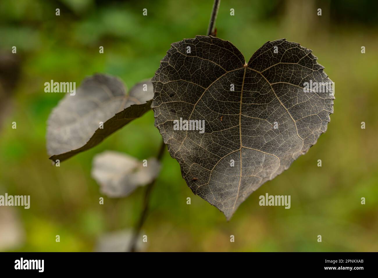 Unknown plant with beautiful black, heart-shaped leaf, growing in a forest Stock Photo