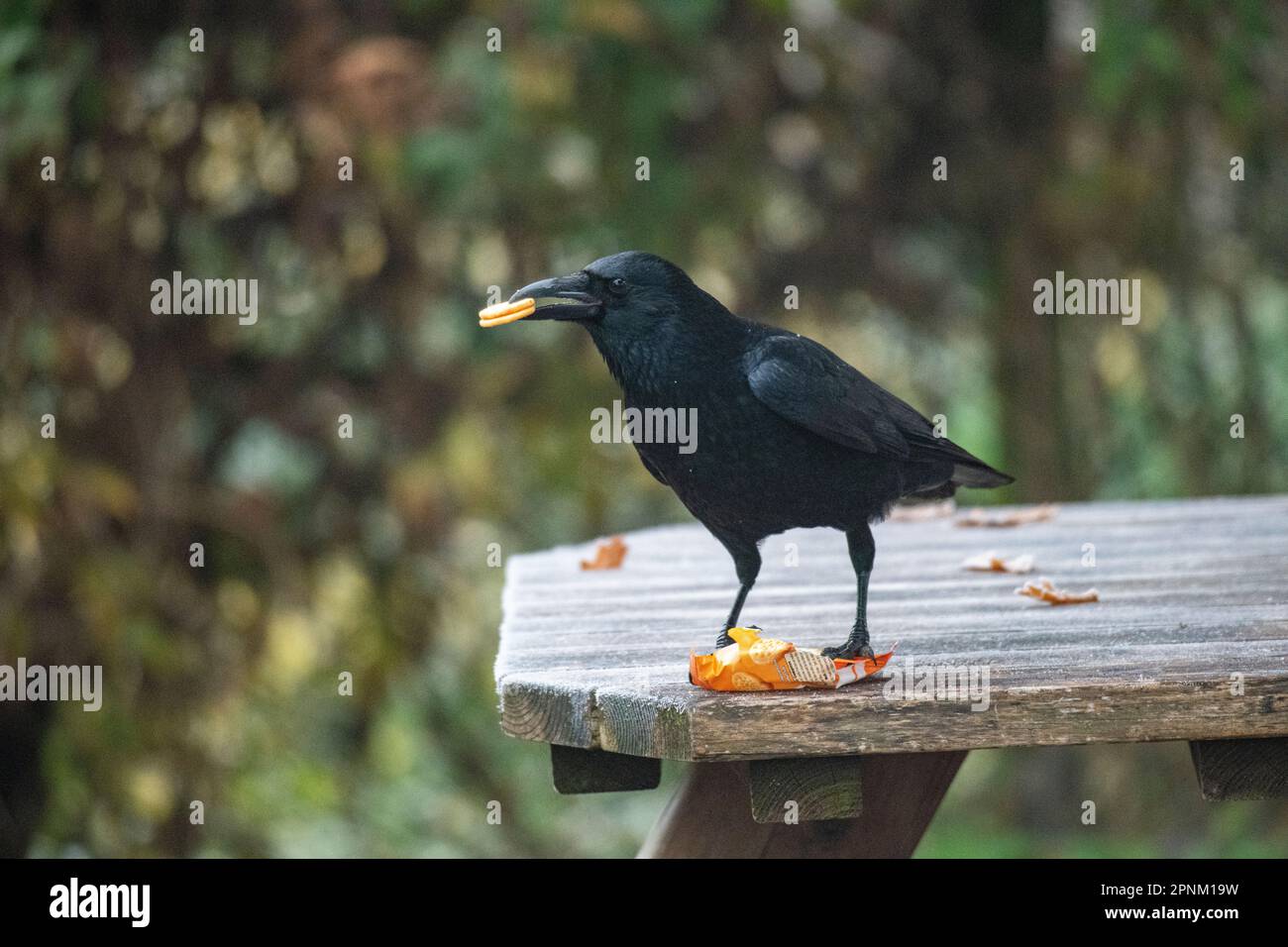 A crow enjoys some stolen Cheddar chees biscuits Stock Photo