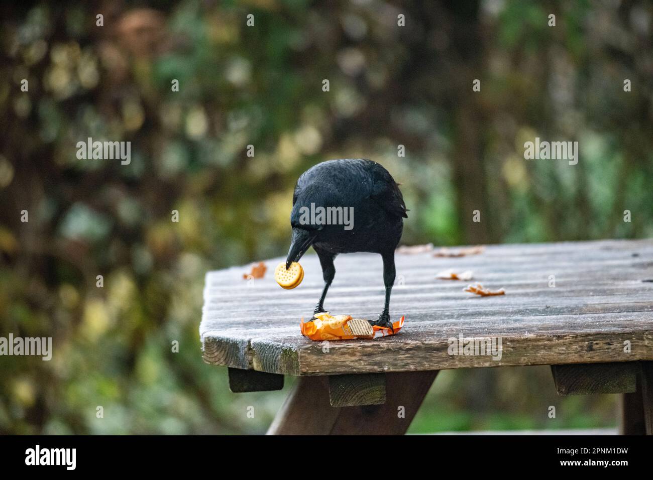 A crow enjoys some stolen Cheddar chees biscuits Stock Photo